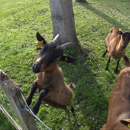 Duplex 4 Personnes La Calypso Apartment *