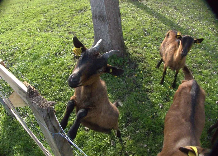 Duplex 4 Personnes La Calypso Appartement *